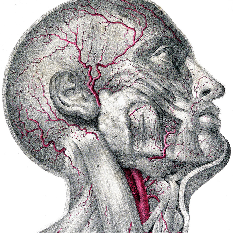 Anatomical illustration of the human head with arterial network highlighted in red